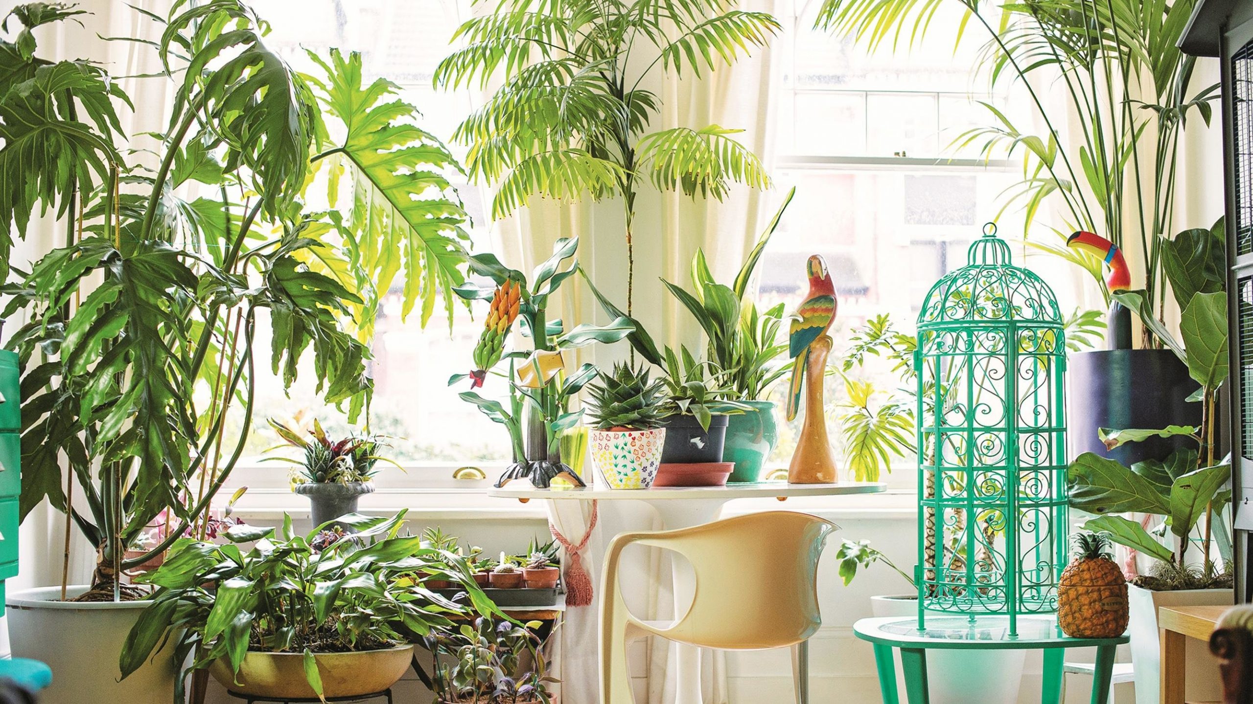 How to Decorate with Houseplants